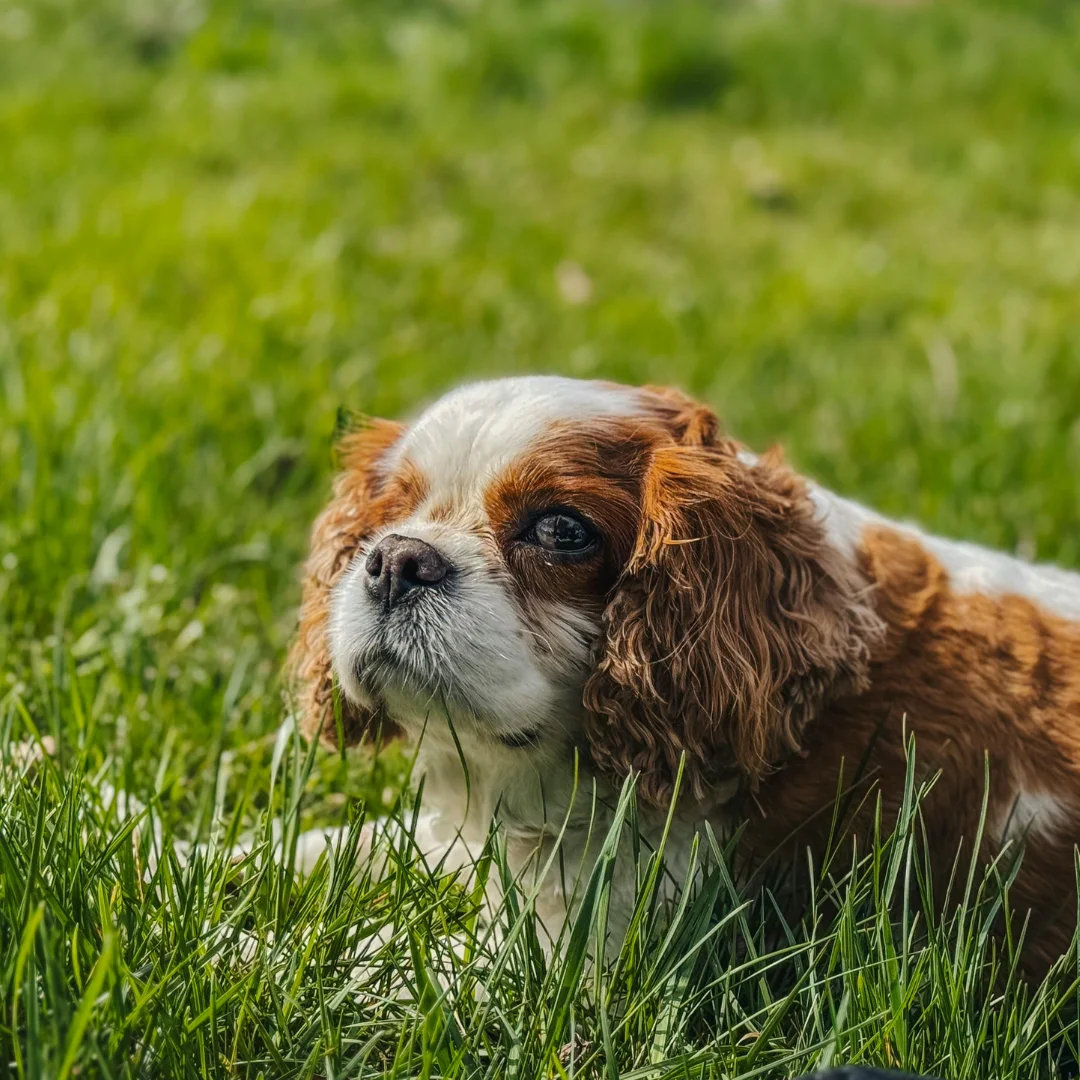 Puppy resting on grass