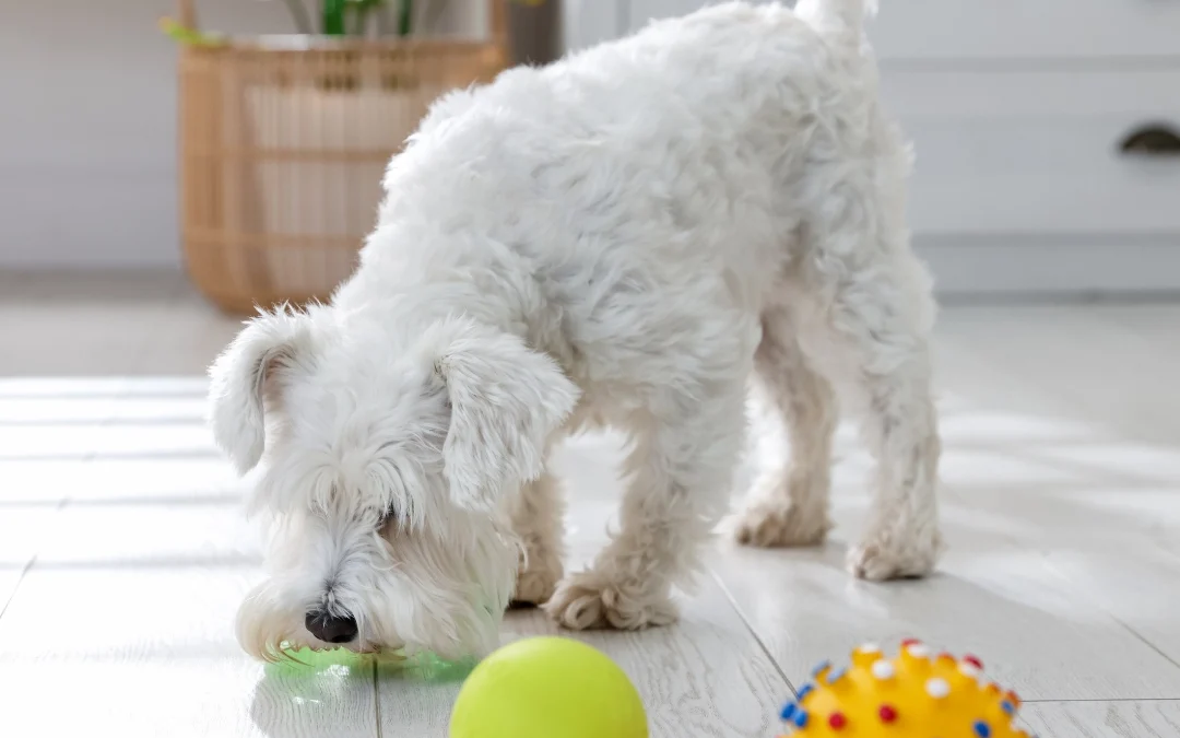 Puppy playing with balls