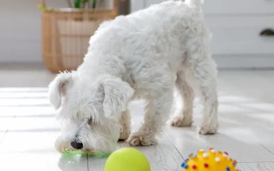 The Summer Solstice “Snooze”: Why is My Pet Sleeping So Much?