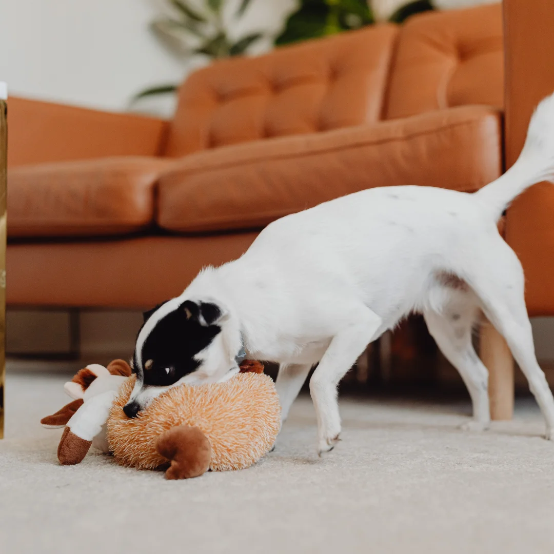 Puppy playing with dog toy