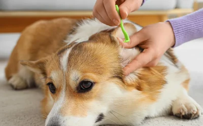 The Tick & Pest Check: Your Essential Guide to Post-Walk Inspections