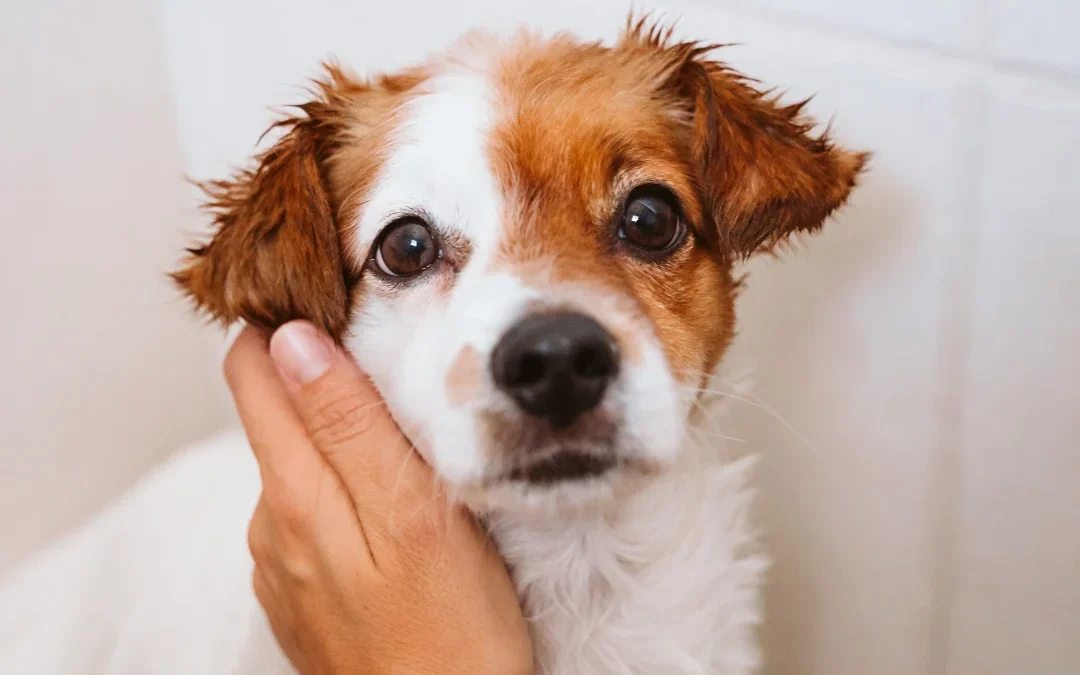 Puppy with loving look