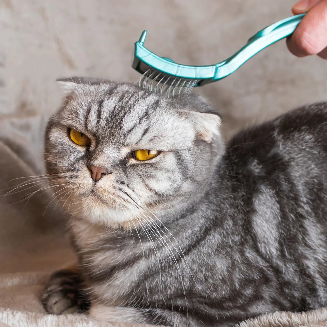 grooming cat from pests