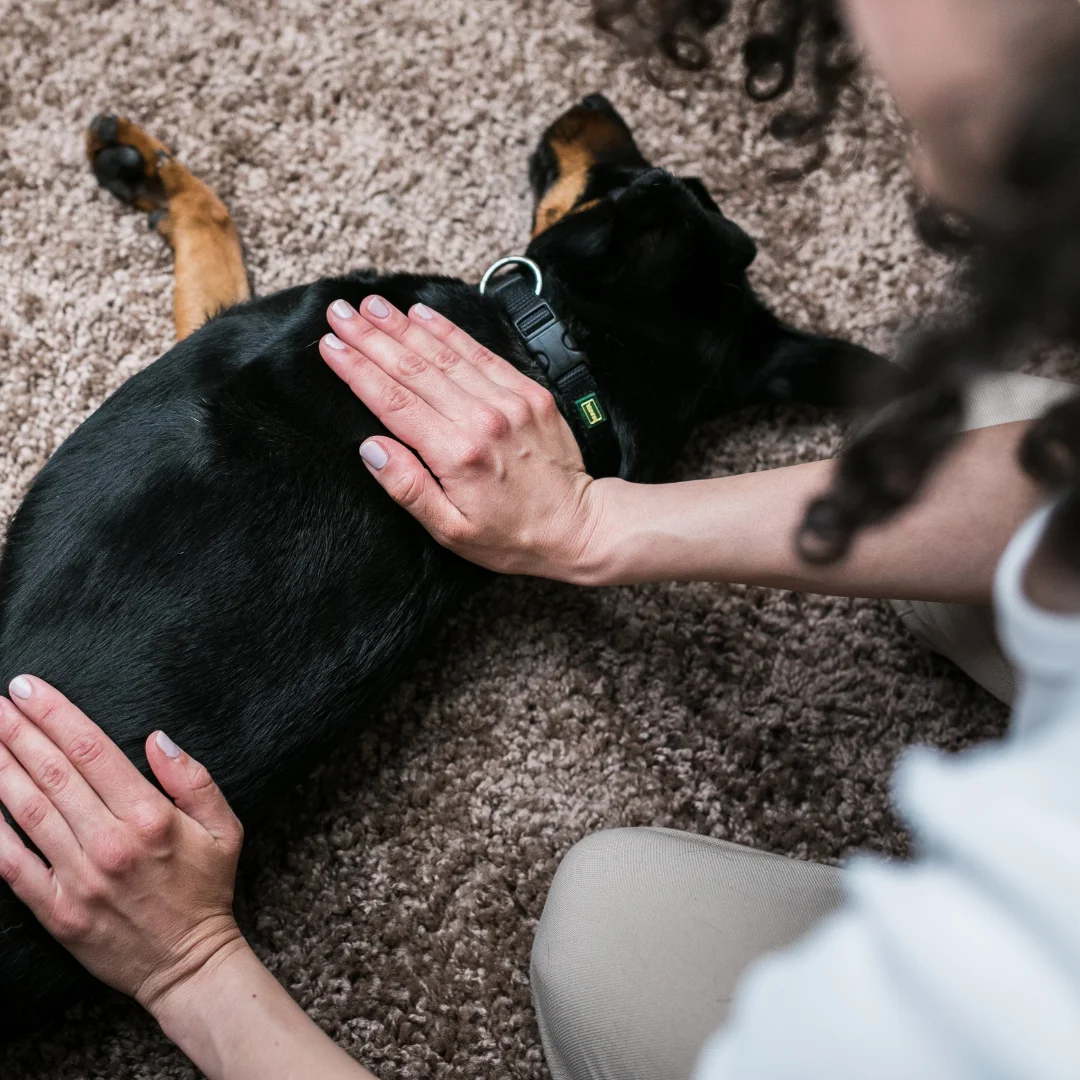 Massaging pet dog