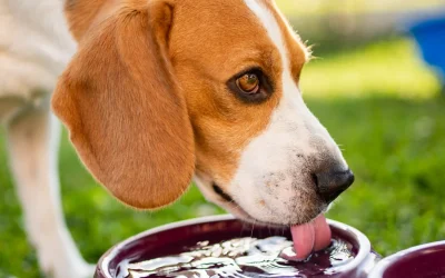 Hydration Hero: Why “Just a Bowl” Is Insufficient in the July Heat