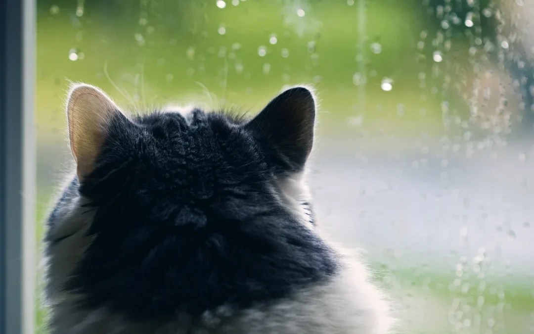 Pet looking at rain