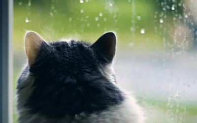 Thunder & Thunder-Shirts: Navigating June’s Sudden Storms