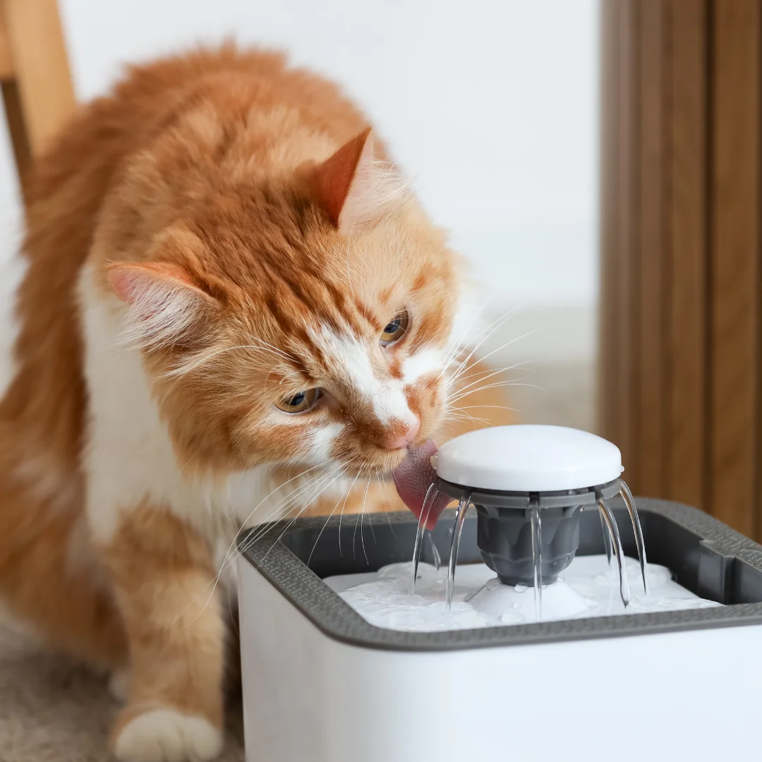 cat drinking water