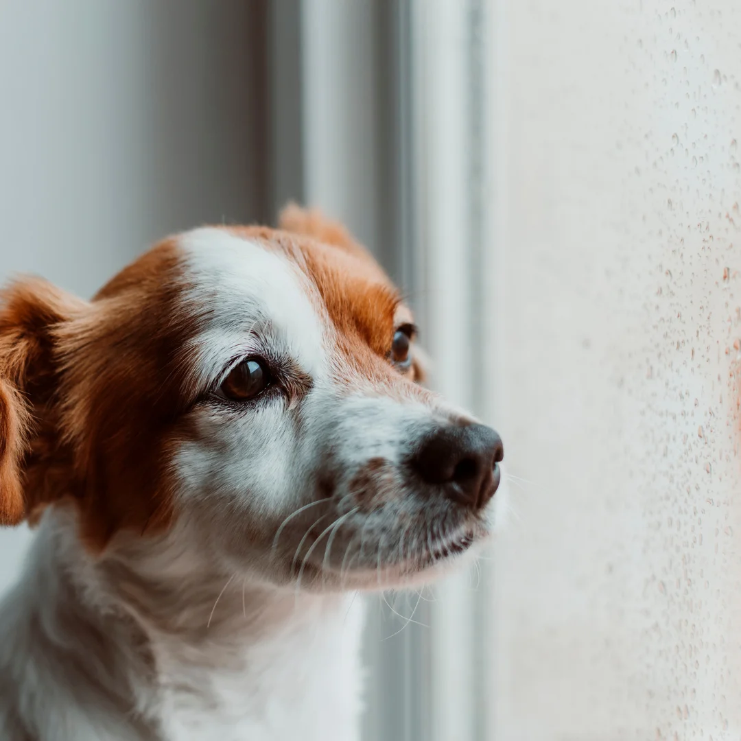 Melancholic looking puppy