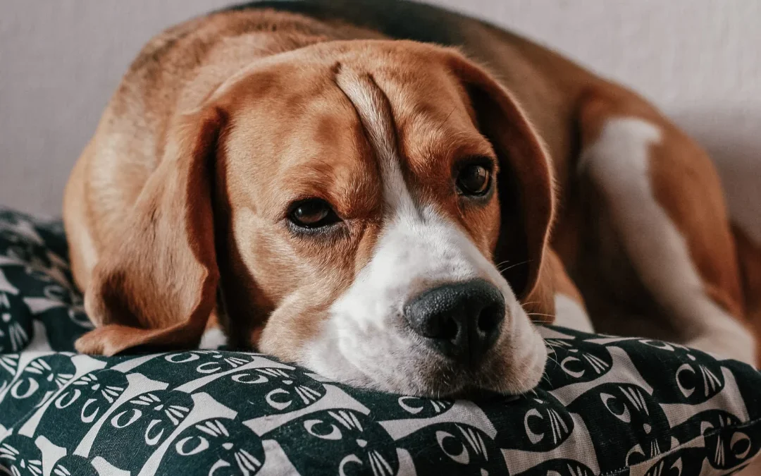 puppy relaxing