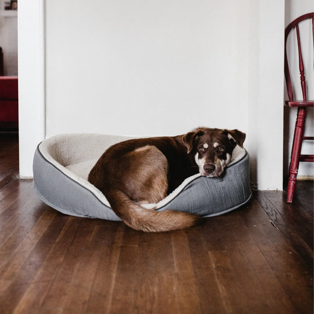 pet on doggy bed