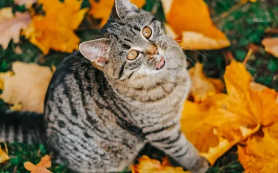 Autumn Hazards in Easton — Keeping Pets Safe as the Weather Cools