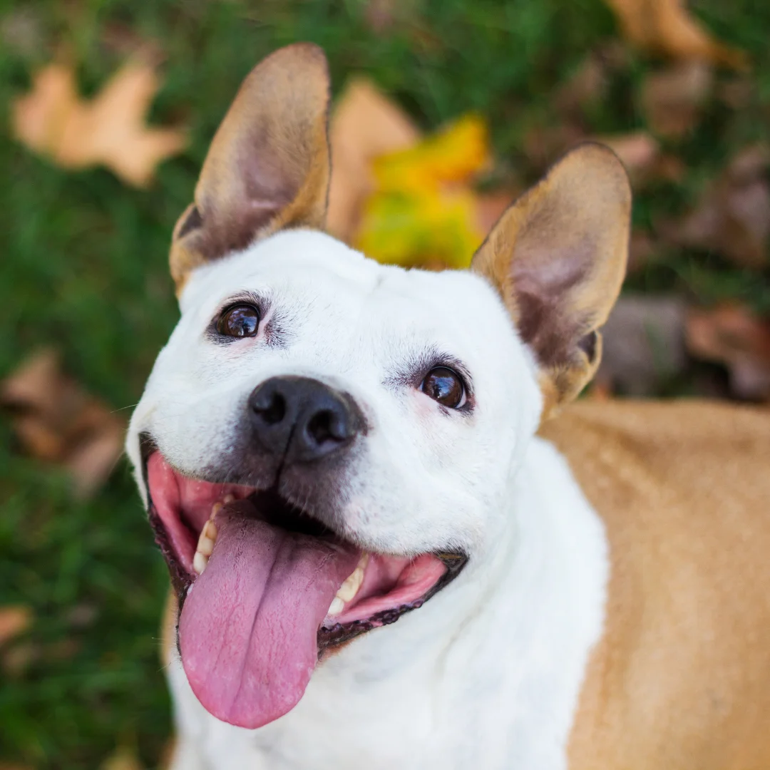 Smiling dog in September