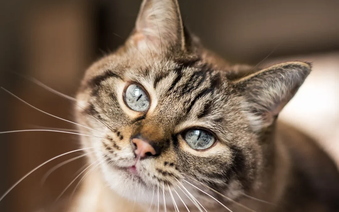 national happy cat month