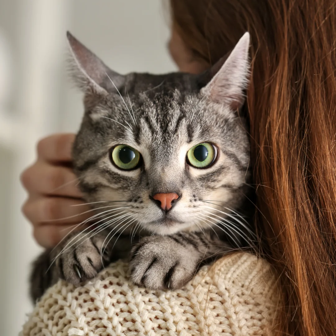 Stressed free cat