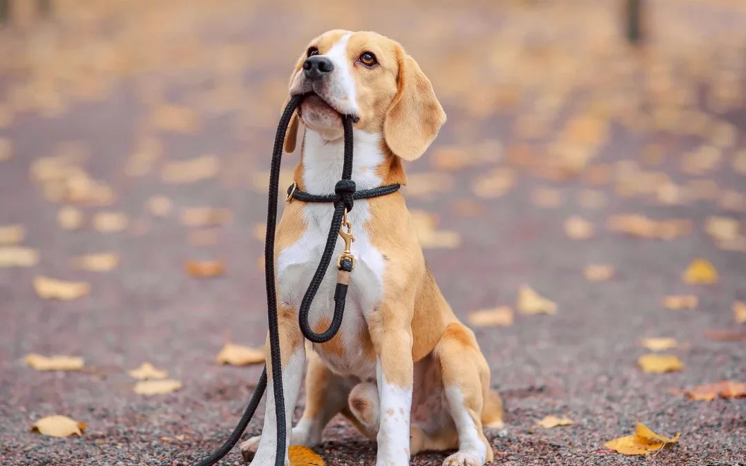 autumn canine wellness & safety