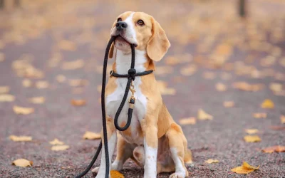 Gear Up for Fall Walking — Autumn Canine Wellness & Safety