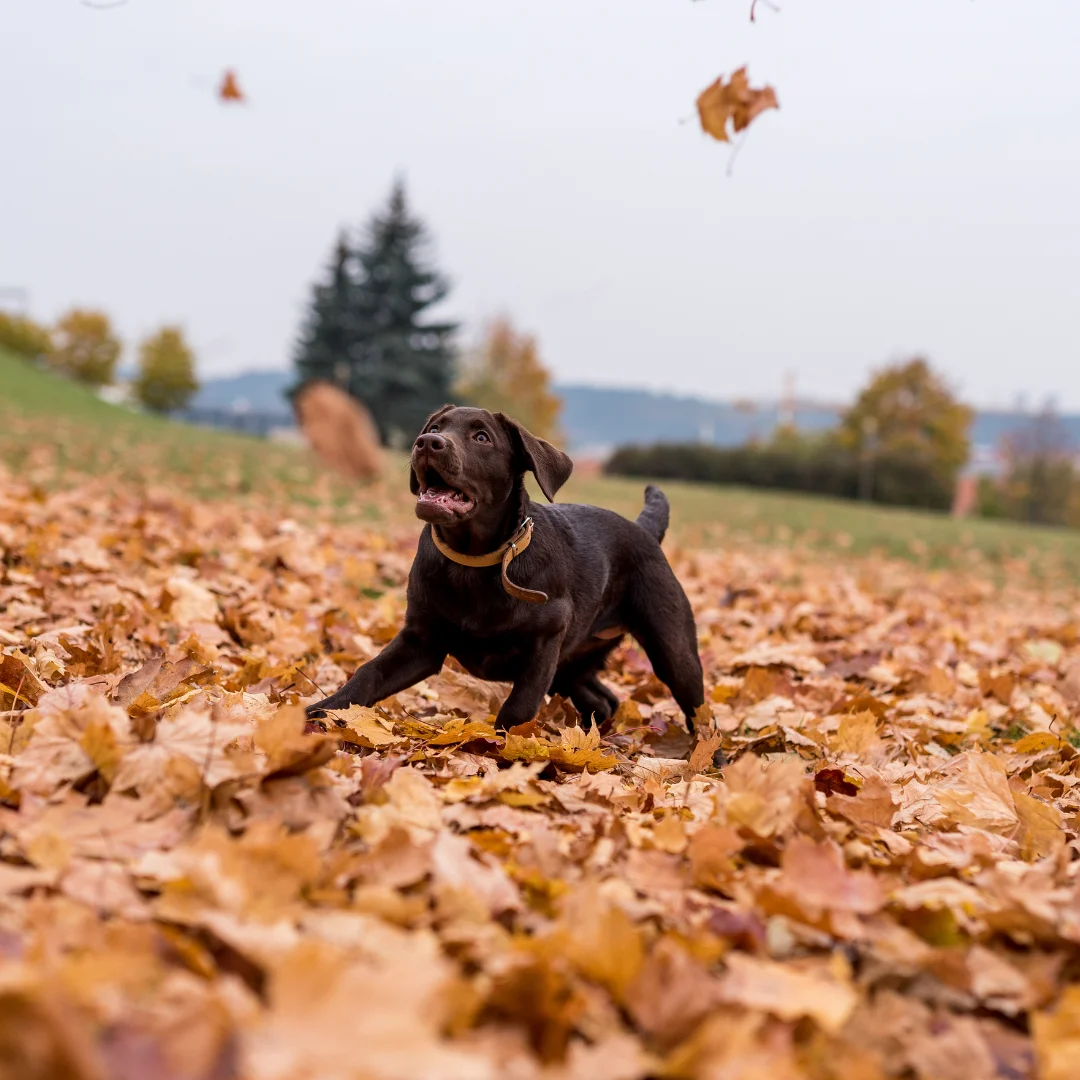 autumn expert dog