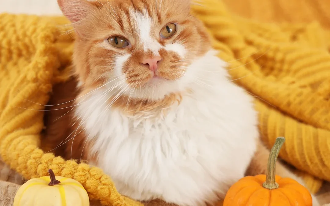cozy cat under comforter