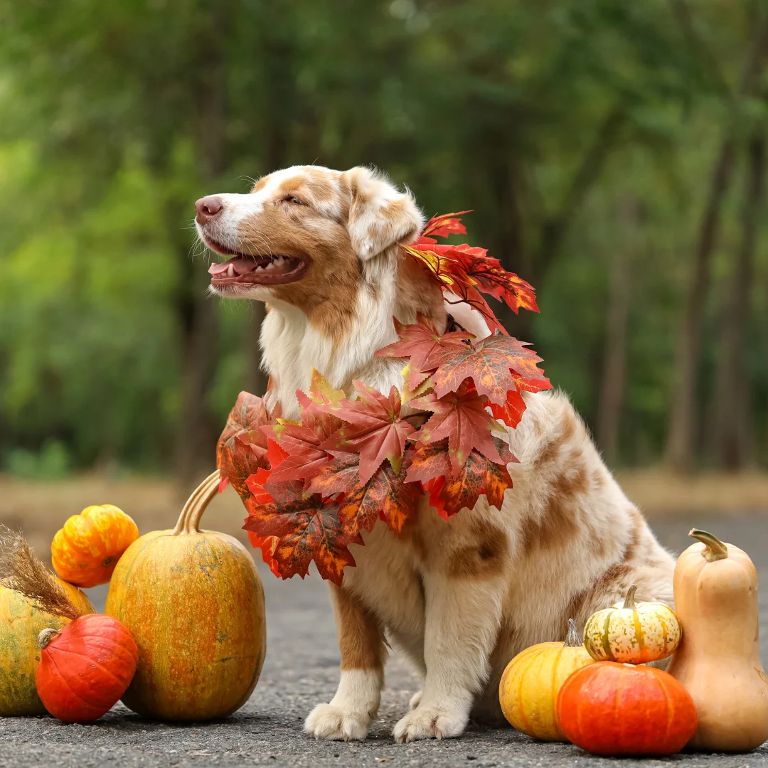 happy dog in autumn costume