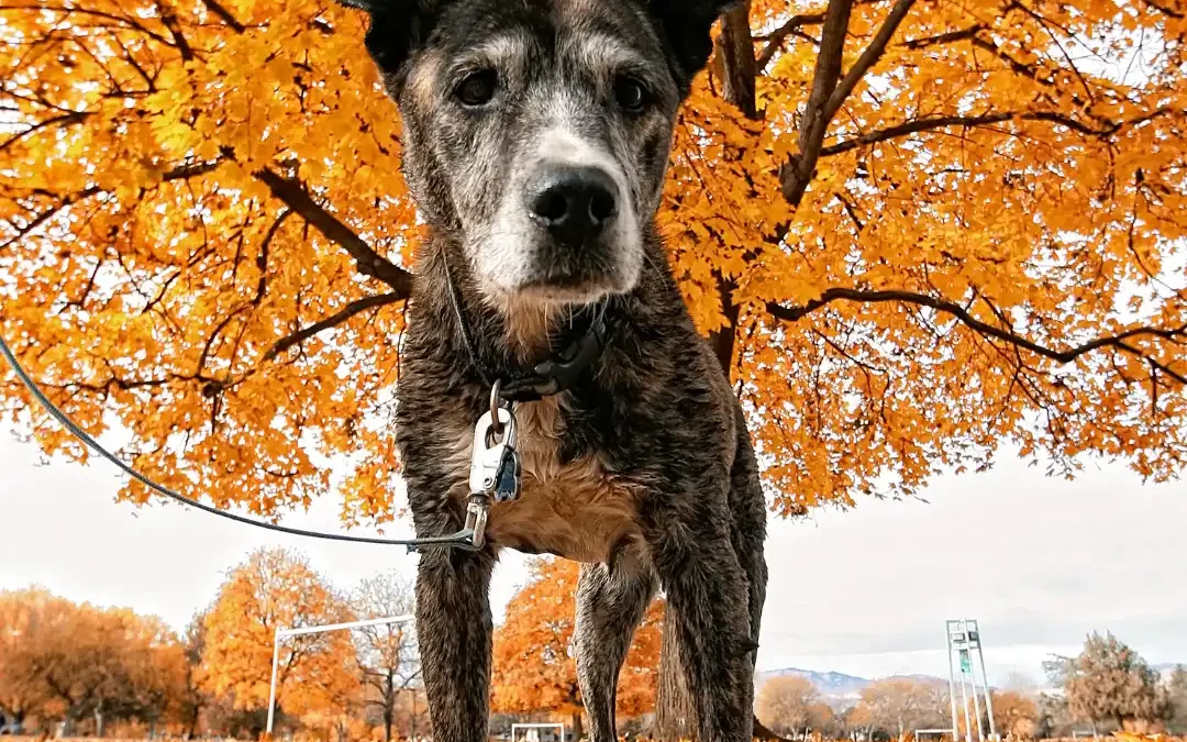 dog under an autumn tree