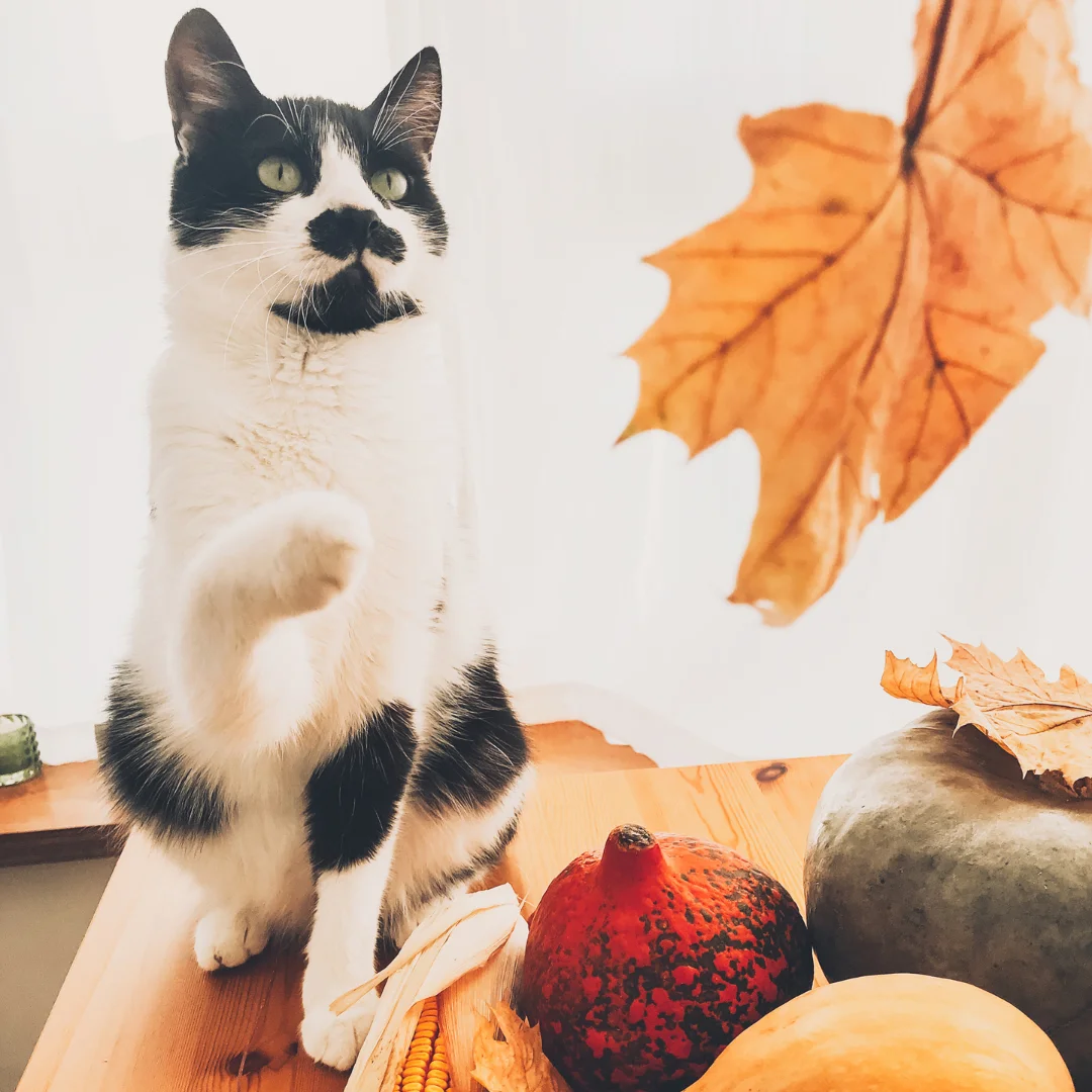 cat playing with autumn leaf
