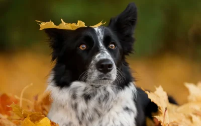 Crisp Air & Energy Bursts – Maximizing Autumn Walks and Mental Enrichment for Dogs