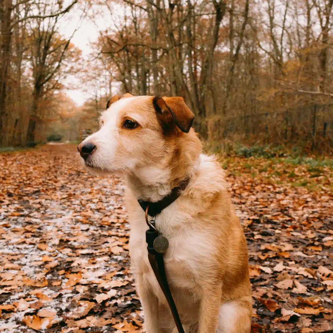 walking in the autumn colored woods