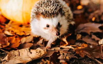 Feathered and Scaly Companions Too! – Fall Care Tips for Birds, Reptiles, and Small Pets