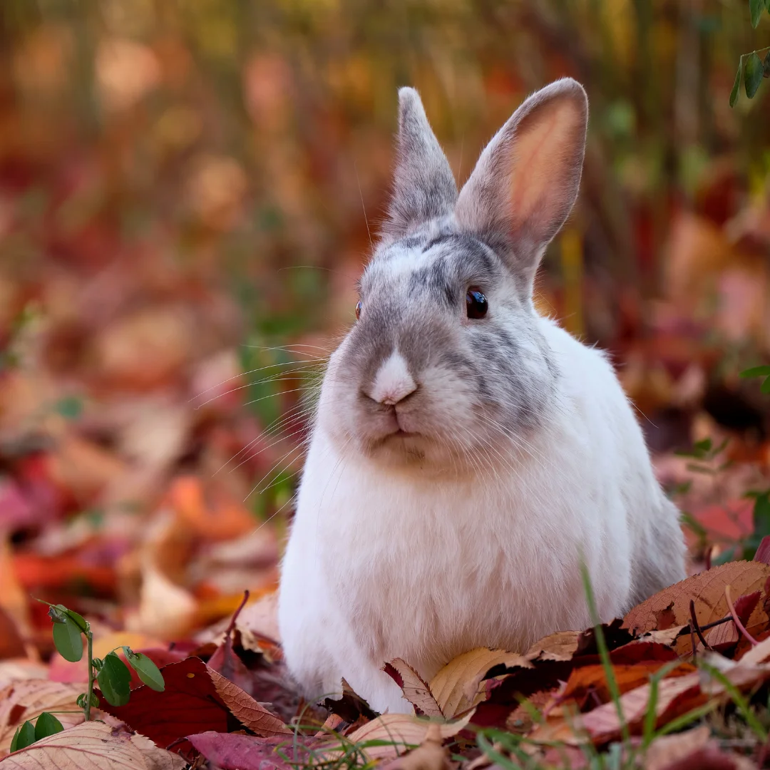 bunny having a chill moment